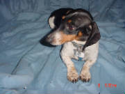 beagle3.jpg